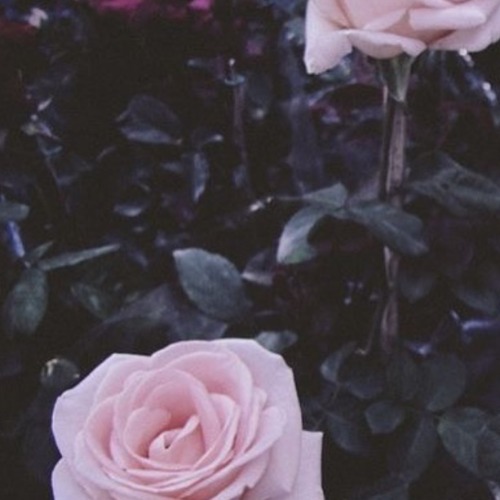 Pink rose~