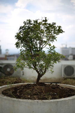 Grandpa’s Resurrection Tree.This plant was given by my grandfather shortly before he died. Not long after he passed, the tree withered and died. I didn’t have the heart to throw it away, so it stood in the garden, as an ornament, and a reminder of