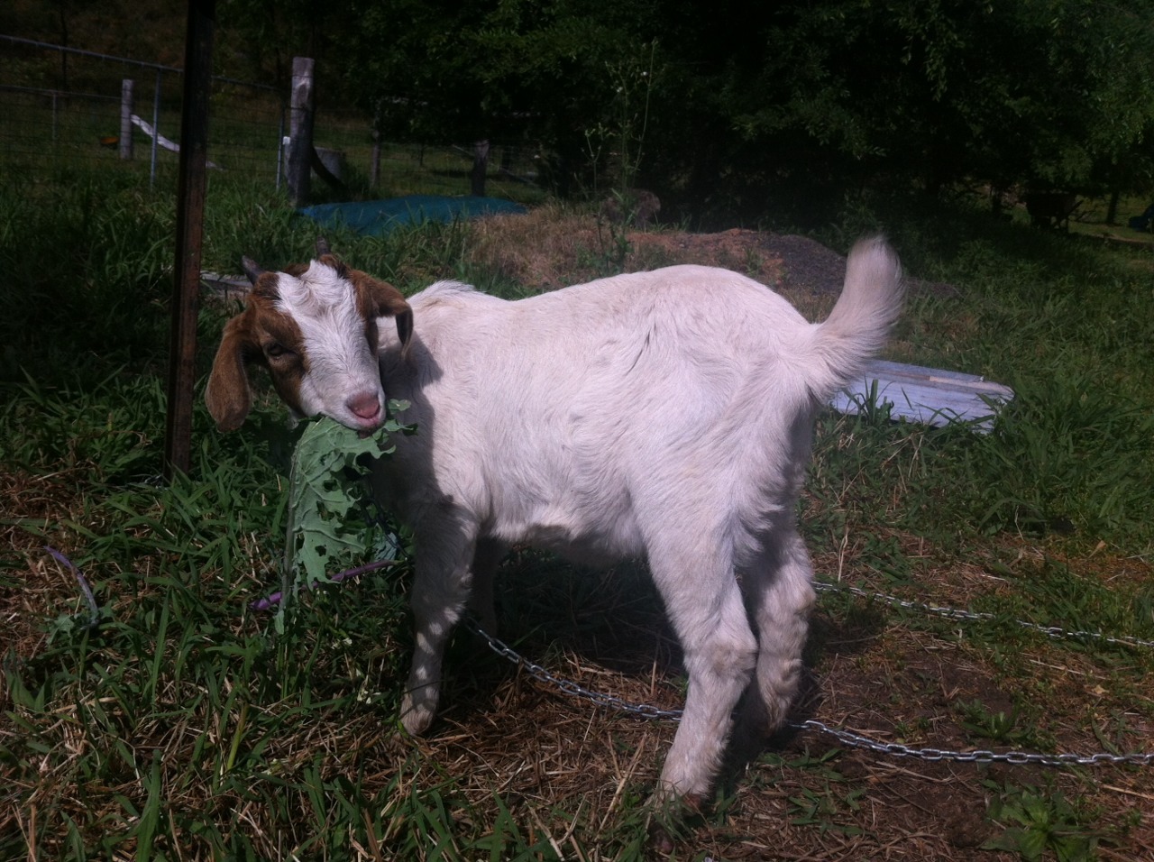 Farm cuties