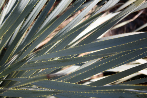 cactguy:cactguy:Dasylirion wheeleri / Desert SpoonDesert Botanical Garden, PhoenixLiked this series 