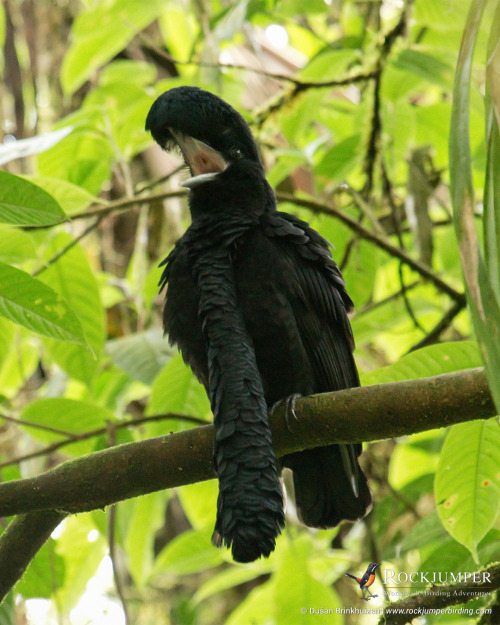 Photo of the Day – The Long-wattled Umbrellabird (Cephalopterus penduliger) is one of those bird spe