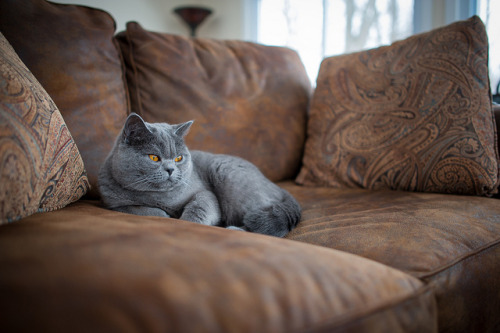 Jerry The British Shorthair Cat by RocketOil on Flickr.