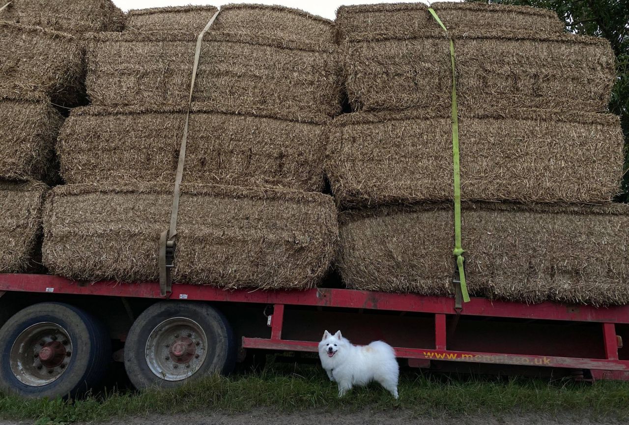 (dog for scale)