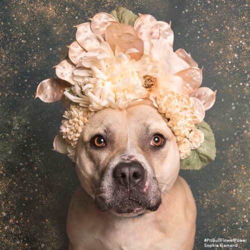 fightingforanimals:These beautiful pitties got a floral makeover to help boost their chances of bein