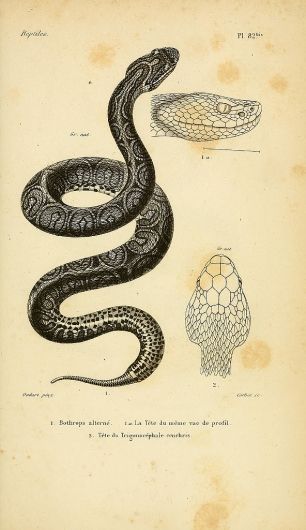 leaddust:  biological illustrations  serpents   
