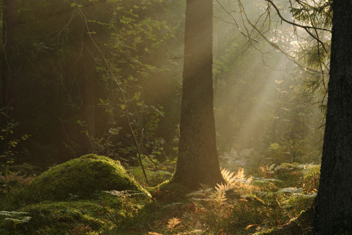 swedishlandscapes:Even the darkest forests have streaks of light .