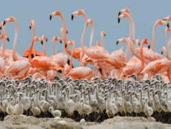 Alone in a crowd (Flamingo flock with newly-hatched