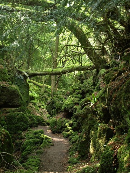 Porn Pics odditiesoflife:  Puzzlewood Magical Forest