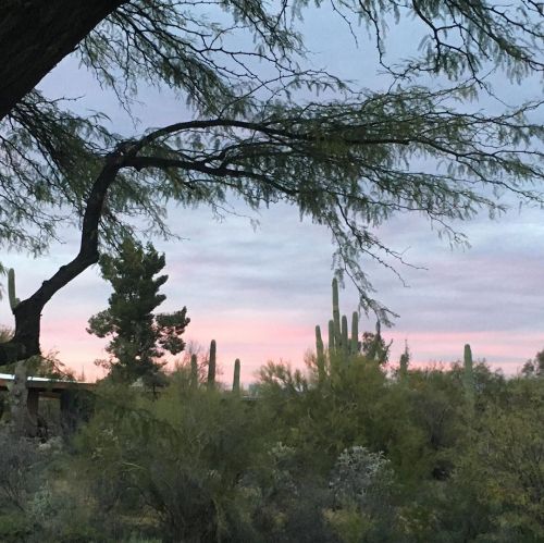 Tucson, sunset, facing north. #nofilter(at Tucson, Arizona)https://www.instagram.com/p/B-JSYXGgPB8/?