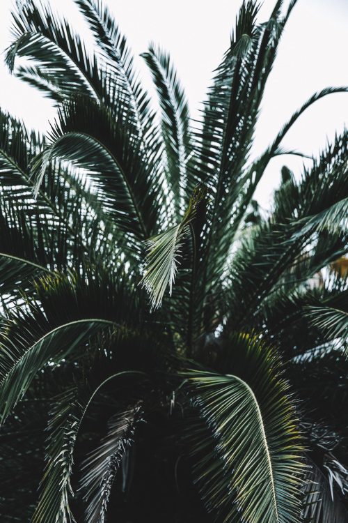underthepalms: palms pt 2 by collage vintage