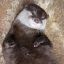otterpuppyguts