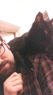 the-bearded-knight:  barnswallowloveee:  the-bearded-knight:  barnswallowloveee:  the-bearded-knight:  liftingsociologist:  the-bearded-knight:  What to expect when you have a large, highly affectionate cat that still thinks he’s a kitten. His name