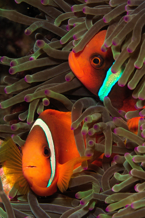 Amphiprion clarkii, living in symbiosis with an anemone.