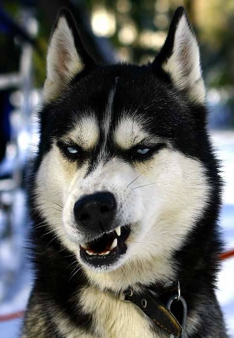 thatfunnyblog:  Huskies make the best faces. Funny Stuff you like?