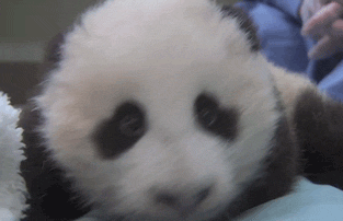 sdzoo:Panda cub chirps &lt;3 Watch the video