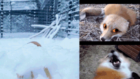 Animating eyes over foxes makes me so happy