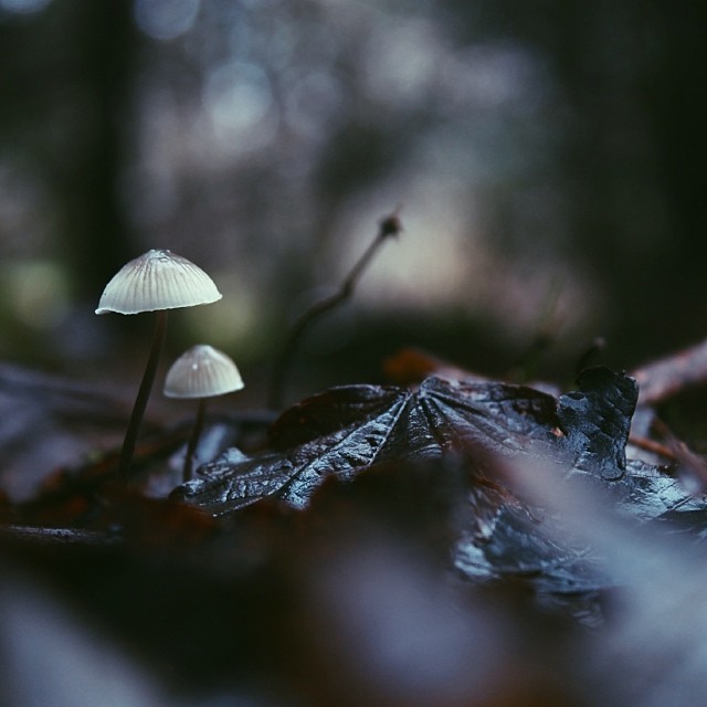 witchywomvn:  by ban_sidhe