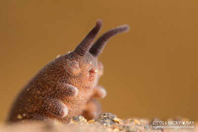 jevilcore:The velvet worm has a beam attack. porn pictures