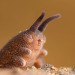 jevilcore:The velvet worm has a beam attack. adult photos