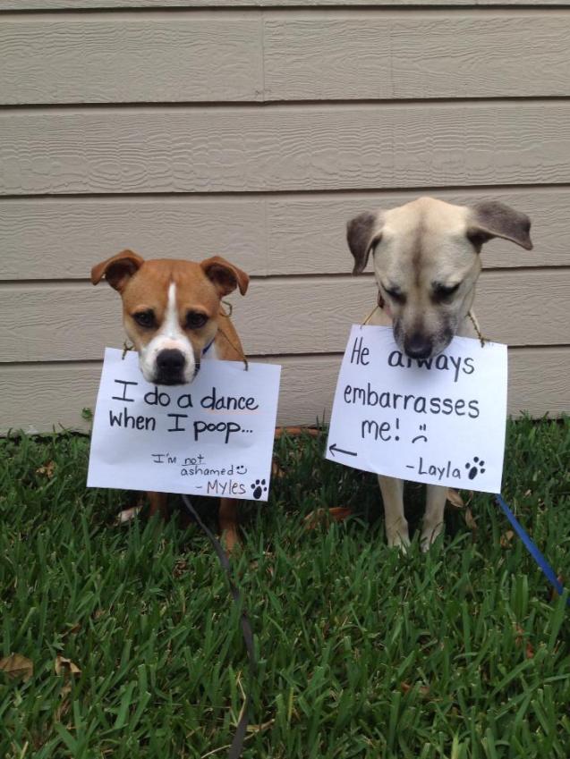 dogshaming:  So embarrassing!  Poor Layla! Every time we go out for a walk and I