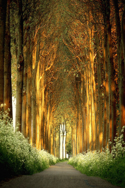 plasmatics-life:  La Cathédrale Naturelle ~ By LVDG Photography Art 