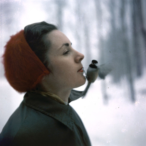 yesterdaysprint:Shilly Shally Lodge, Gatineau Park, Ontario, ca. 1958
