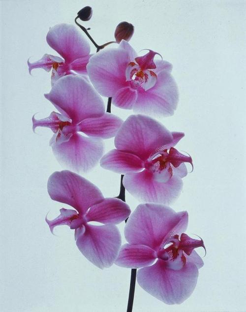 halogenic:Irving Penn - Phalaenopsis Hybrid (1971)