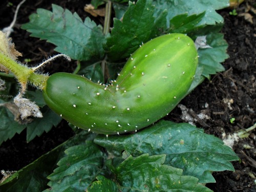 Lot&rsquo;s of cucumbers this year! They last so much longer than shop bought ones. Although ver