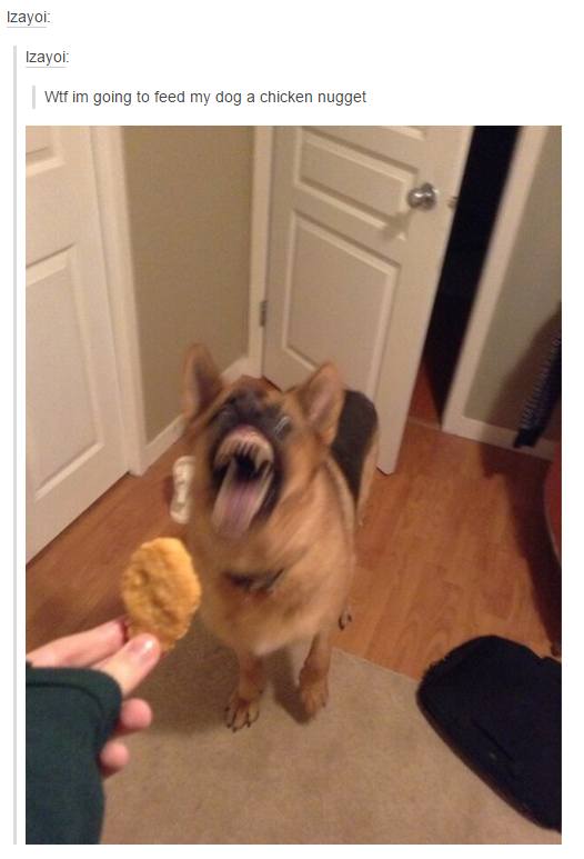 itsstuckyinmyhead:Dogs and Tumblr