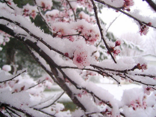 Porn tulipnight:  Cherry Blossoms in the snow photos