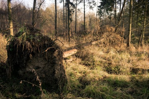 fallen trees