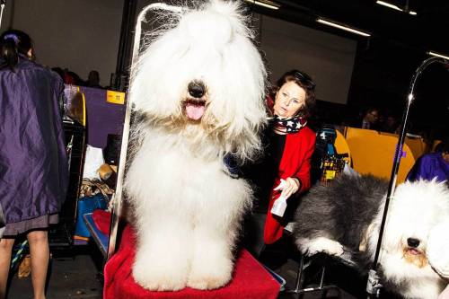 Photos from the Hairy Underbelly of the Westminster Dog Show