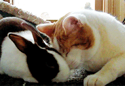 catsdogsblog:  cats and dogs http://catsdogsblog.com/