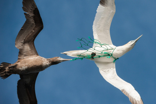 thegreenwolf:This is why we need to stop throwing our garbage everywhere. 