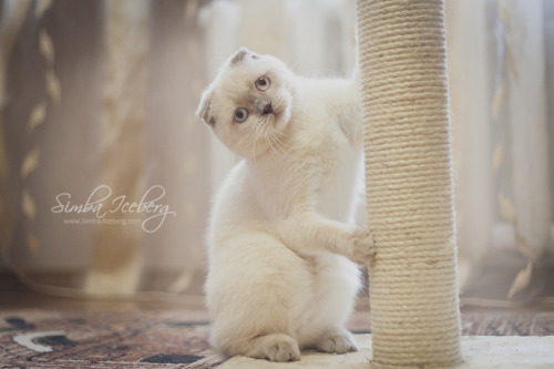 simba-iceberg: It’s time to show photo of our gorgeous scottish fold lilac colorpoint princess