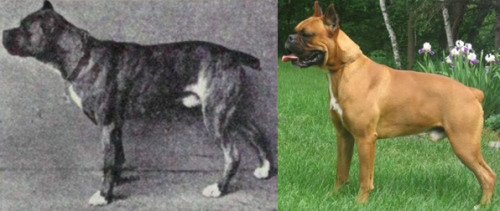 mantisbutts:fighting-for-animals:How dog breeders have “improved” breeds over the past 100 years. Th
