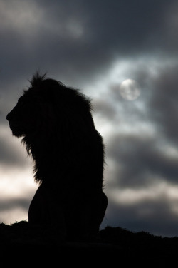 big-catsss:  The silhouette of a lion as