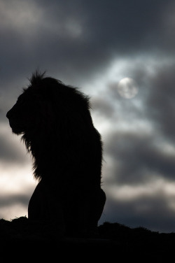 tulipnight:  The silhouette of a lion as he awaits the morning’s wakeup call. by Nicole Dangoor on Flickr. 