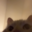 lillydook