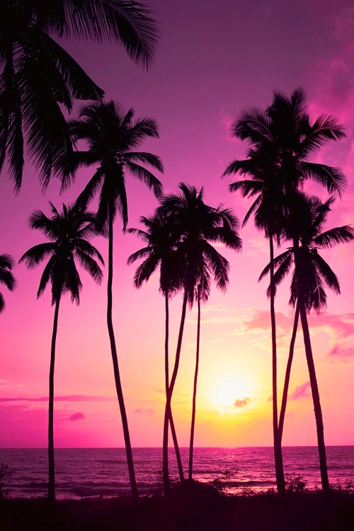 Tropical palm trees