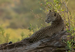 jaws-and-claws:  Beauty In The Wild by Judylynn M. on Flickr.