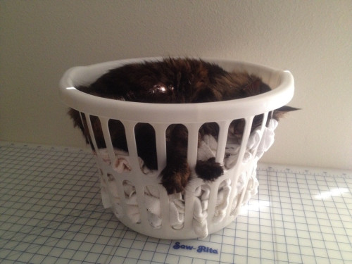awwww-cute:  Even at 18 years old, you’re never too old for a basket of dryer fresh towels