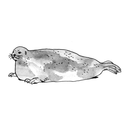 #25 Ringed seal