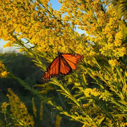 Where did this just happen? #butterfly #migration #goldenrod #lighthouse #flowers #flora #floral #fl