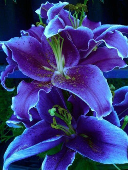 comfortspringstation:  Lilies