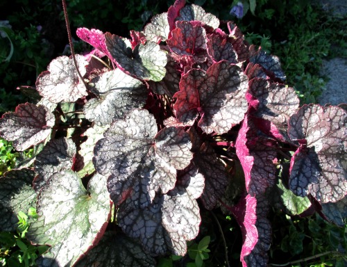 Heucheras ‘Stainless Steel’ (top) and ‘Silver Scrolls’ covered with rain drops. Cameo appearance in 