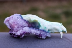 pagan-hulse: sixpenceee:  Crystallized coyote