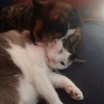 mostlycatsmostly:Love your pets even when one puts the other in a headlock(submitted by @thriftjunki