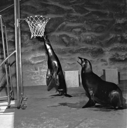 Two seals play basketball at San Diego zoo, c. 1950.