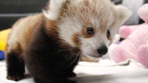 FUCK YEAH, RED PANDAS!